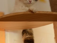 -平行世界·猫咖(首经贸店)