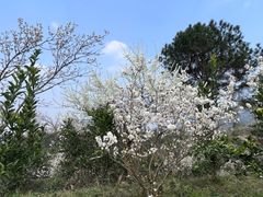 -樱桃山旅游景区