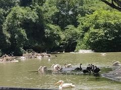 -广州长隆飞鸟乐园