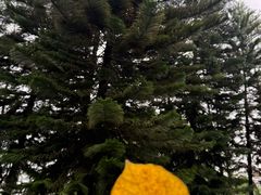 -映月湖公园