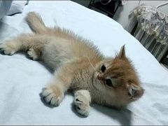 -喵汪萌宠屋旗舰店.洗澡美容.猫狗基地