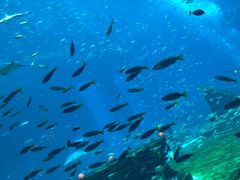 -亚特兰蒂斯•OSSIANO奥西亚诺海底餐厅
