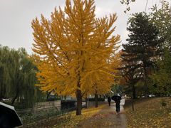 -元大都城垣遗址公园