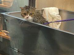 -PETKIT小佩宠物·低压洗护(国顺东路店)