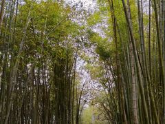-西湖风景区十里琅珰-五云山