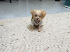 -菲丽丝宠物医院·24小时·猫科中心·免疫点(淮海分院)