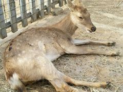 -意大利农场度假村