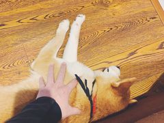 -柴务处·柴犬主题狗咖