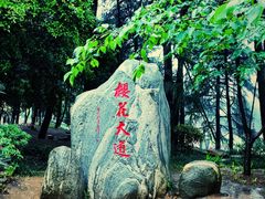 -武汉大学-樱园
