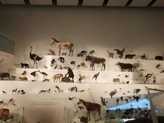 -墨尔本博物馆(Melbourne Museum)