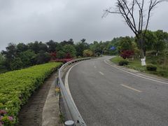 -铁山坪森林公园