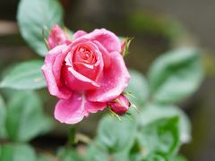 -华冠悠岚·庭院餐厅(青城后山店)