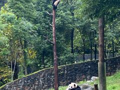 -都江堰中华大熊猫苑