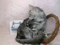 -十年猫舍·猫咪专门店(普陀店)