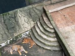 -深圳野生动物园