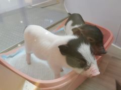 -猪盟咖啡店(玖洲道店)