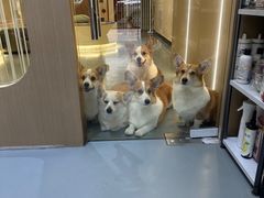 -奶牛家宠物酒店(嘉宏云顶店)