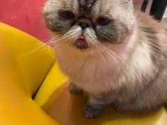 -猫色咖啡·猫咖