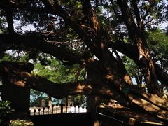 -八大关景区