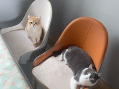 -lincat·猫舍(广州店)
