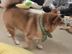 -逗柴咖啡屋·狗咖猫咖宠物桌游