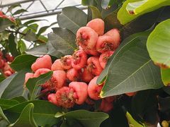 -北戴河集发农业梦想王国