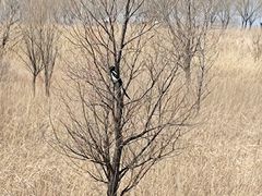 -野鸭湖国家湿地公园