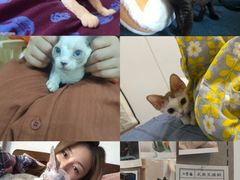-山宅一喵德文卷毛猫舍