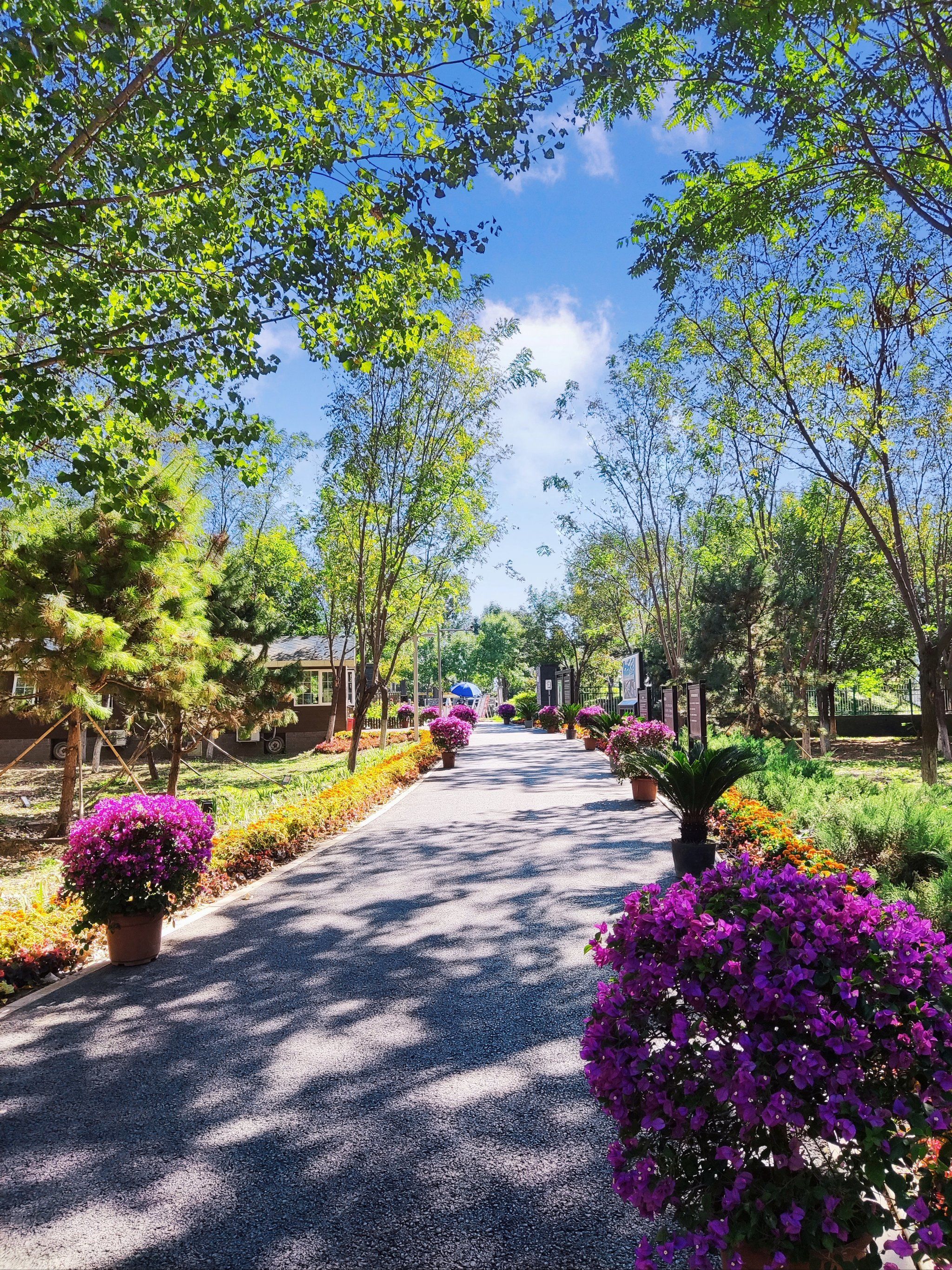 马坡千亩森林公园