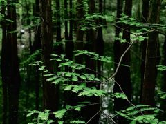 -桤木河湿地公园