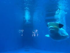 -海合安成都极地海洋公园