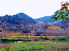 -千年银杏谷文化旅游区