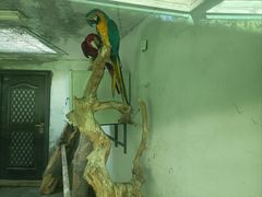 -青藏高原野生动物园