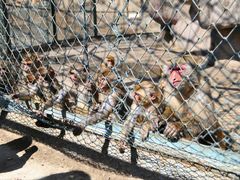 -新疆天山野生动物园