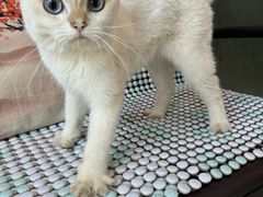 -福懋动物医院·犬猫全科·外科·重症科(杏林分院)