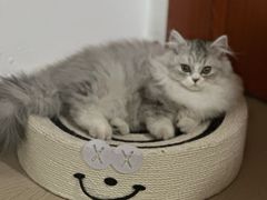 -纳吉亚猫专科动物医院·北北分院