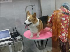 -宠福鑫康馨动物医院·骨科·眼科
