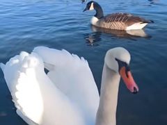-海德公园