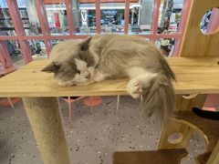 -喵匠猫主题咖啡(凯德和平广场店)