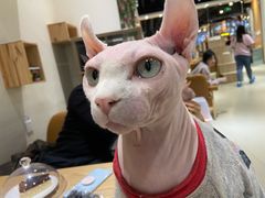 -藏猫猫咖啡主题馆(中央大道店)