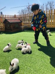 -萌宠亲子动物乐园(槐房万达店)