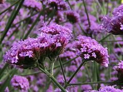 -北京东方普罗旺斯薰衣草庄园