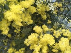 -红色娘子军纪念园