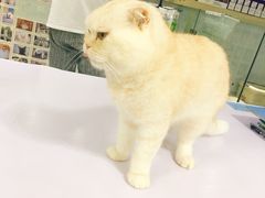 -喵的天空名猫咖啡馆·撸猫·猫舍·用品