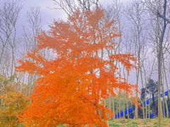 -上海共青森林公园