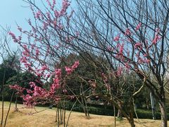 -桃花岭景区