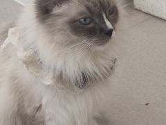 -共舞时光猫咖·狗咖(新街口店)