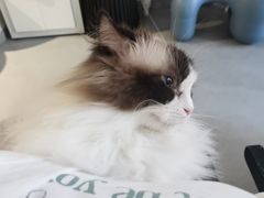 -琪喵猫屋·撸猫猫咖·猫舍