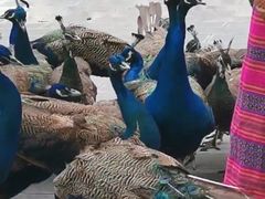 -西双版纳原始森林公园