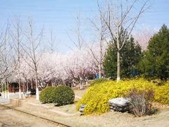 -永定河休闲森林公园